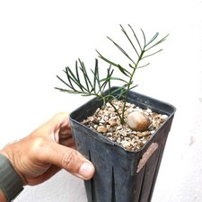 Macrozamia stenomera seedling d'occasion  Expédié en France