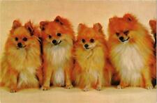 Cpm pointed dog d'occasion  Expédié en Belgium