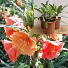 Evening primrose sunset for sale  TIPTON