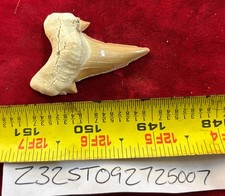 Large otodus obliquus for sale  Ogden