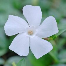 Suttons vinca minor for sale  PAIGNTON