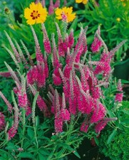 Veronica spicata rotfuchs gebraucht kaufen  Westerstede