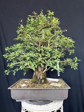 Weißdorn bonsai prebonsai gebraucht kaufen  Wettstetten
