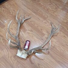 Mule deer antlers. for sale  Lehi