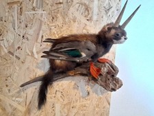 Wolpertinger bayerischen urvie gebraucht kaufen  Egweil