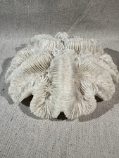 Brain coral specimen for sale  San Diego