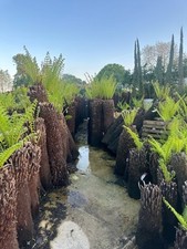 Trunk dicksonia antarctica for sale  UXBRIDGE