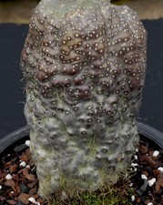 Squamellaria guppyana seed for sale  Redwood City