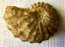 Ammonite fossil extinct for sale  Paris