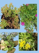 Mittagsblume winterharte ablag gebraucht kaufen  Reute