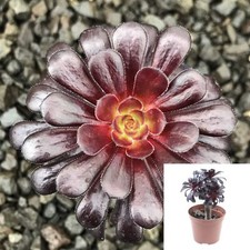 Black rose tree for sale  Modesto