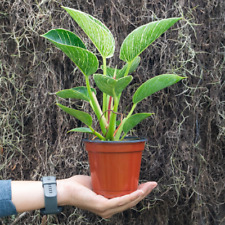 Variegated philodendron birkin for sale  Homestead