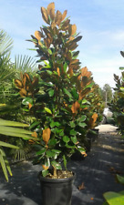 Magnolia grandiflora gallisoni usato  Valmacca