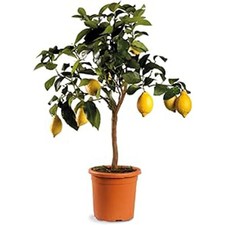 Limone pianta vaso usato  Bella