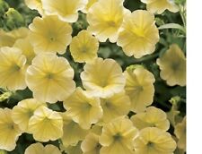 Surfinia trailing petunia for sale  SWANLEY