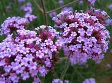 Plug plants verbena for sale  BANBRIDGE