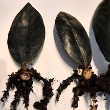 Zamioculcas raven steckling gebraucht kaufen  Kirchseeon