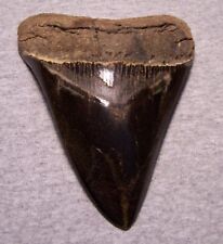 Megalodon shark tooth for sale  Hinesville