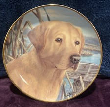 Golden labrador retriever for sale  Pearland