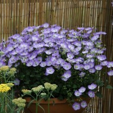 Campanula samantha plug for sale  LONDON