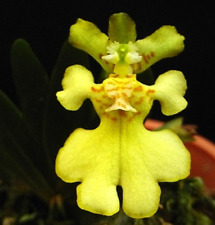 Oncidium erycina psygmorchis for sale  Grafton