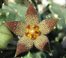 Piaranthus foetidus globo usato  Giugliano in Campania