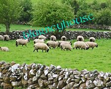 Irish sheep stone for sale  Everson