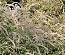 Fountain grass oriental for sale  Bellevue
