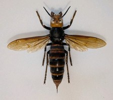Vespa mandarinia gigante assassinato vespa rainha com envergadura 79mm do Japão comprar usado  Enviando para Brazil