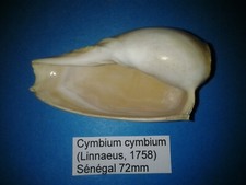 Cymbium cymbium coquillage d'occasion  Conty