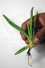 Aloe vera aloe for sale  RAMSGATE