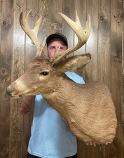 Massive vintage 9pt for sale  Port Matilda