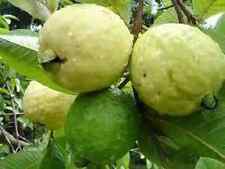 Semillas de guayaba frutas tropicales orgánicas semillas de guayaba orgánicas plantas de frutas tropicales segunda mano  Embacar hacia Argentina