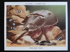 King crab aquarium for sale  UK