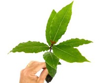 Laurus nobilis alloro usato  Napoli