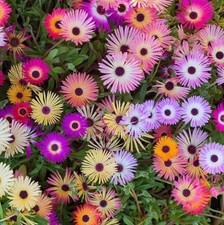Mesembryanthemum harlequin mix for sale  LONDONDERRY