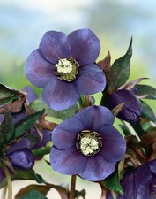 Helleborus blue lady gebraucht kaufen  Westerstede