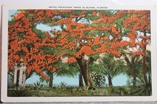 Florida royal poinciana for sale  Wilmington