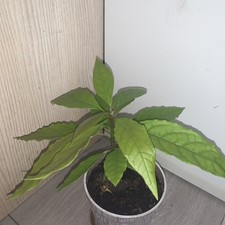 Avocado plant tree for sale  BASINGSTOKE