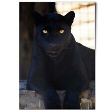 Black panther wild for sale  SELBY