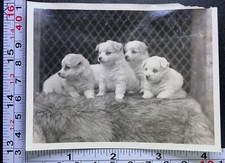 Four beautiful furry for sale  Weatherly
