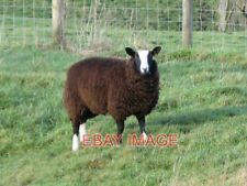 Photo zwartble sheep for sale  TADLEY