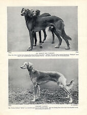 Saluki images named for sale  COLEFORD