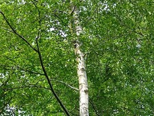 Silver birch 6ft for sale Silver birch 6ft for sale  NEWTOWNARDS