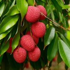 Sale1181 freycinetia litchi gebraucht kaufen  Dettingen an der Erms