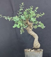Pre bonsai sughera usato  Cison di Valmarino