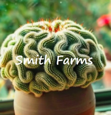 Seeds brain cactus for sale  Grandview
