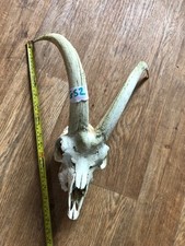 Scottish goat skull for sale  UK