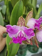Cattleya yuan dung for sale Cattleya yuan dung for sale  SHREWSBURY