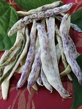 Haricot nain mangetout d'occasion  Luzech